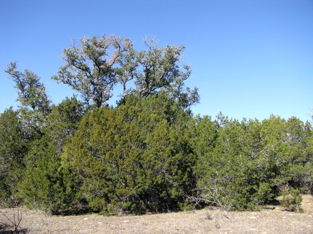Lot 3 Ph 6 County Road 421 Evant TX 76525