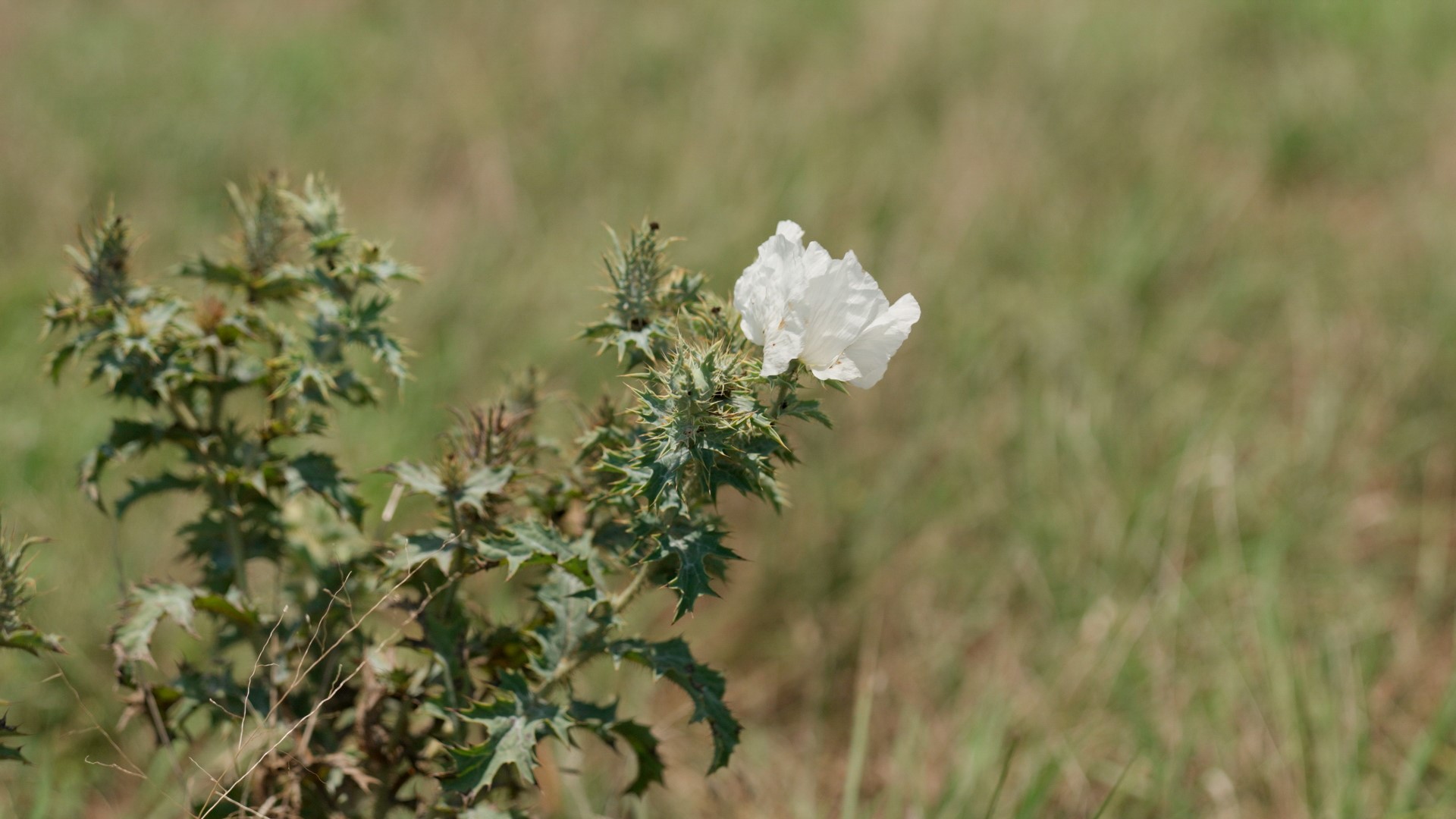 Tbd Compton Road Crawford TX 76638