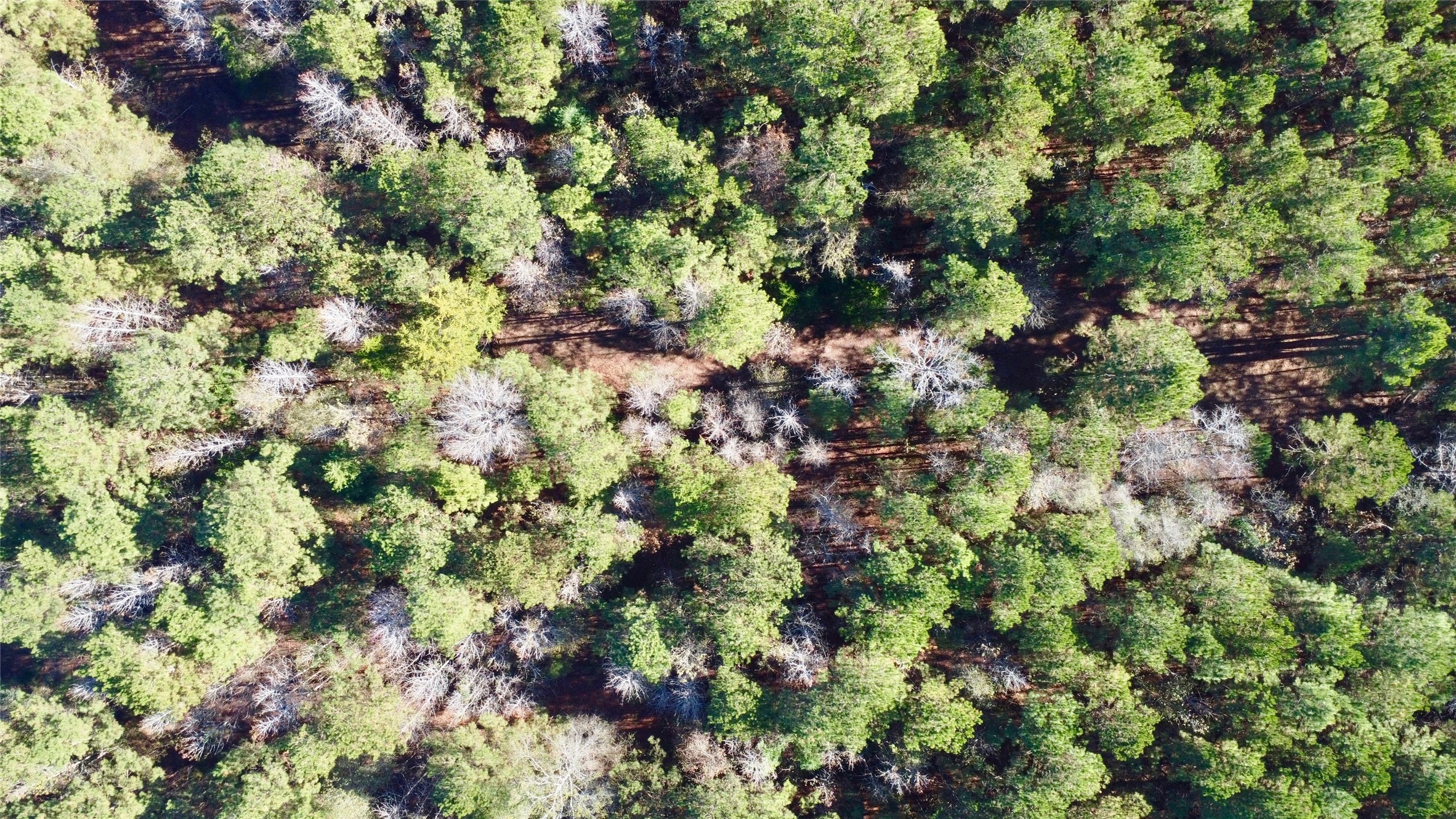 Tbd Cr 2921 Hughes Springs TX 75656