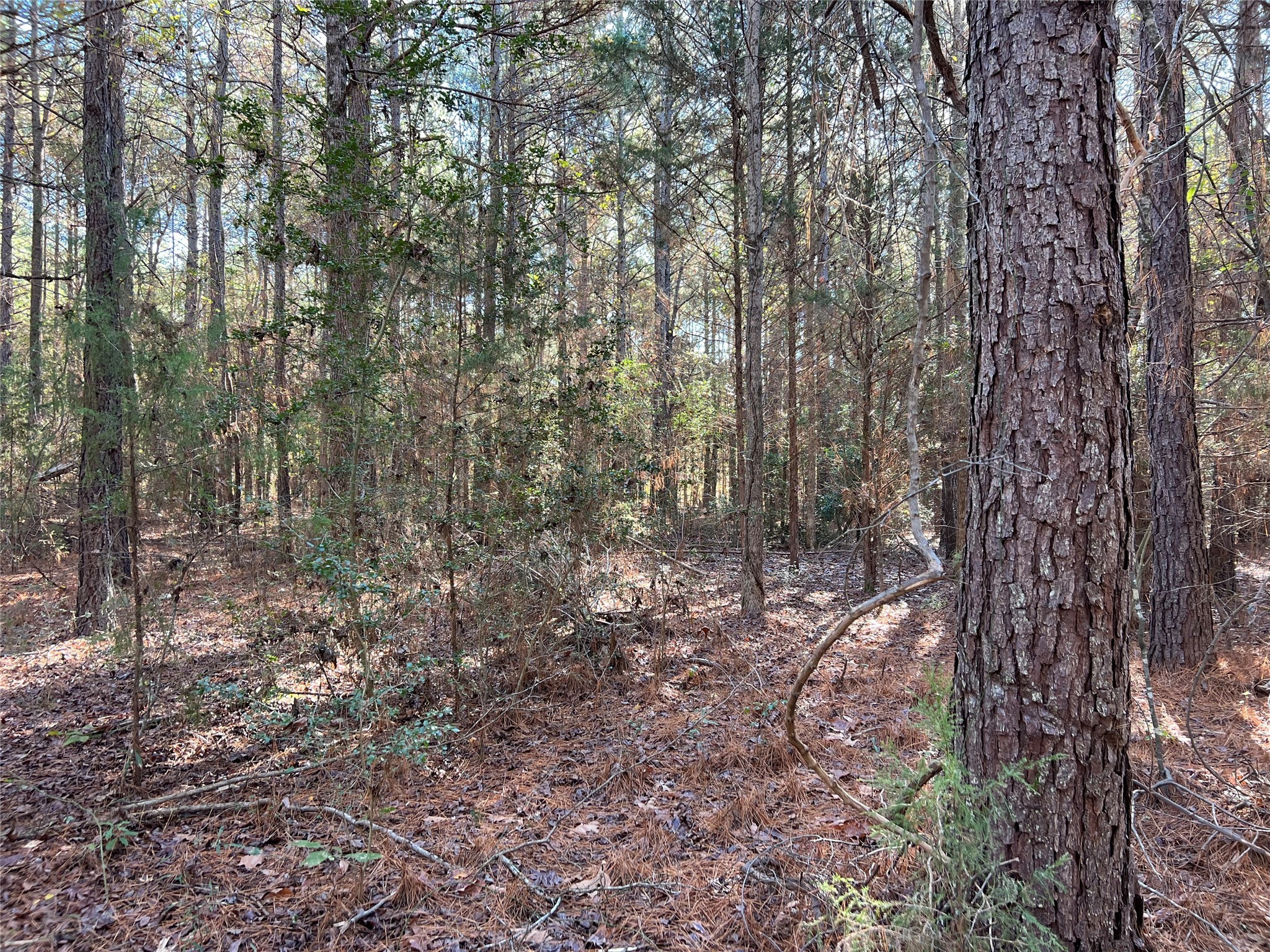 Tbd Cr 2921 Hughes Springs TX 75656