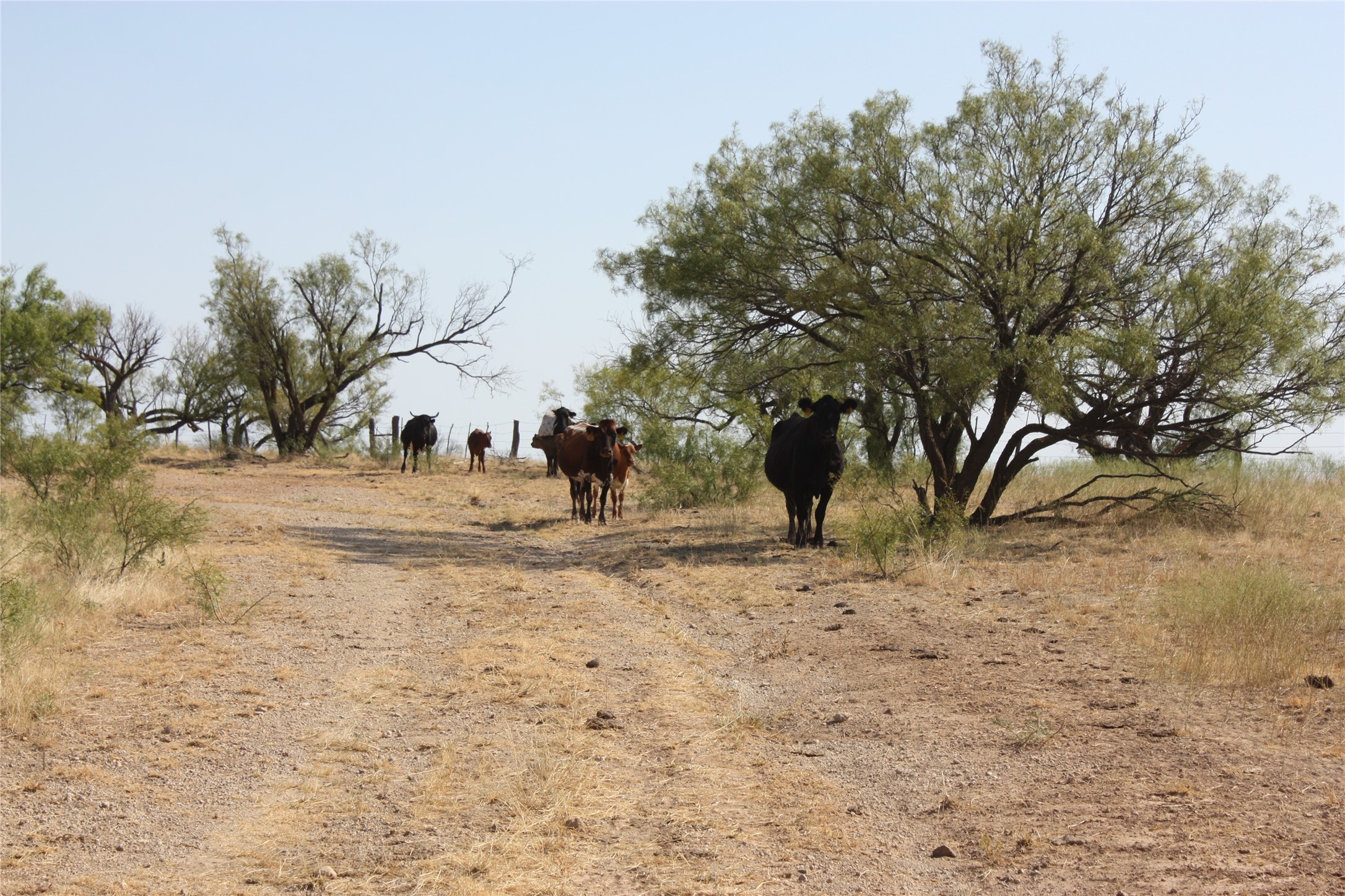 Tbd 1790 Seymour TX 76380