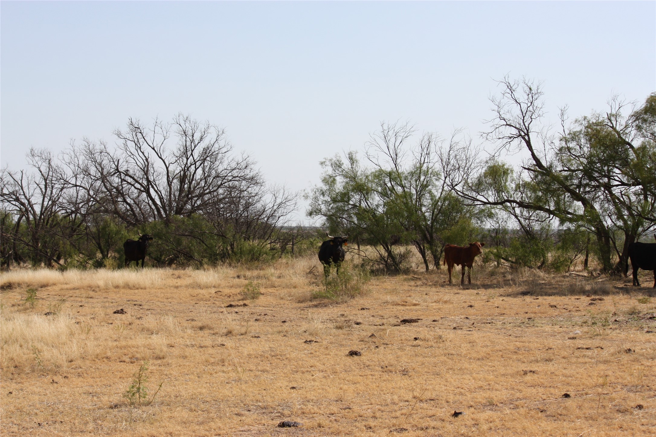 Tbd 1790 Seymour TX 76380