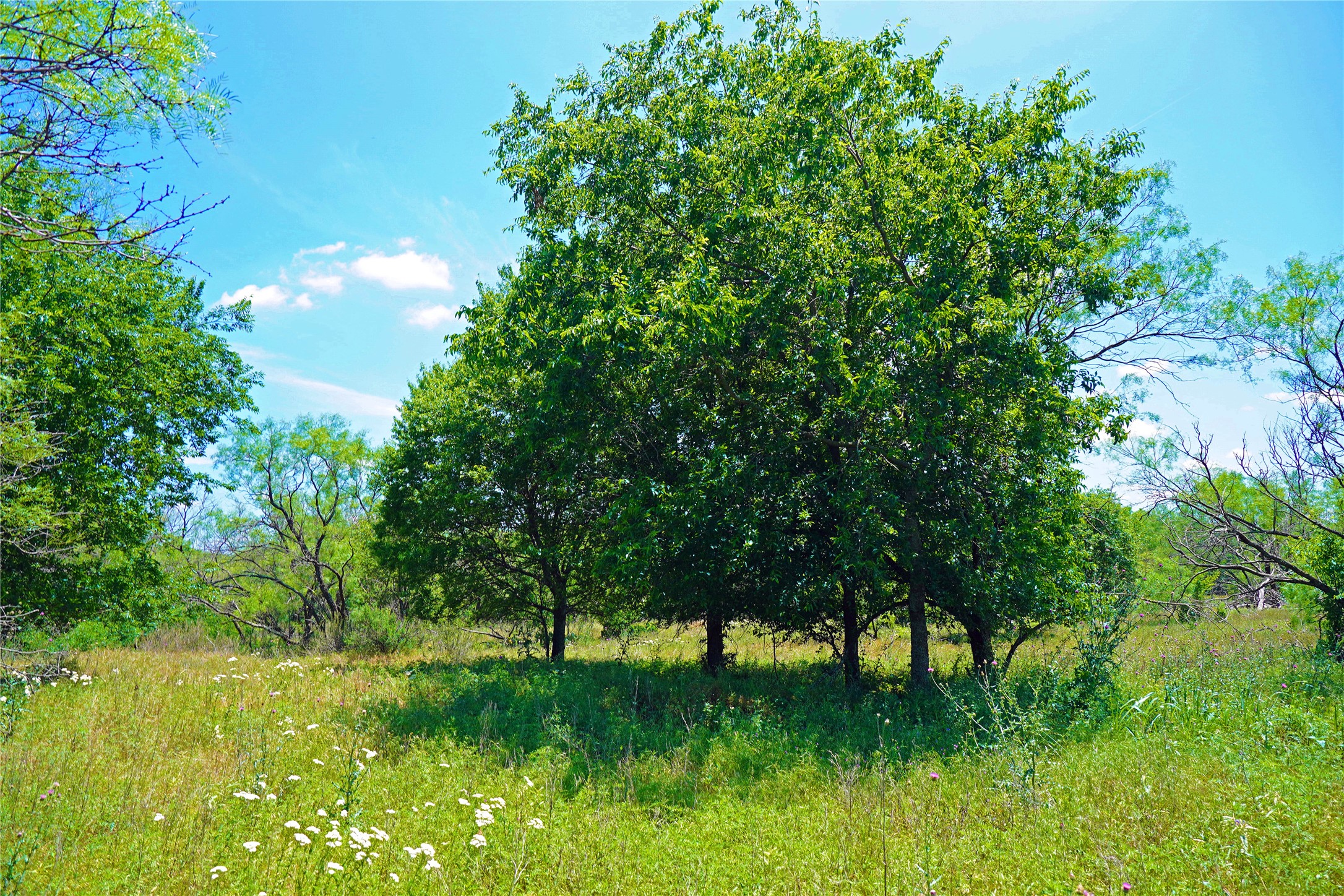 36 Acres Fm 2210 Perrin TX 76486