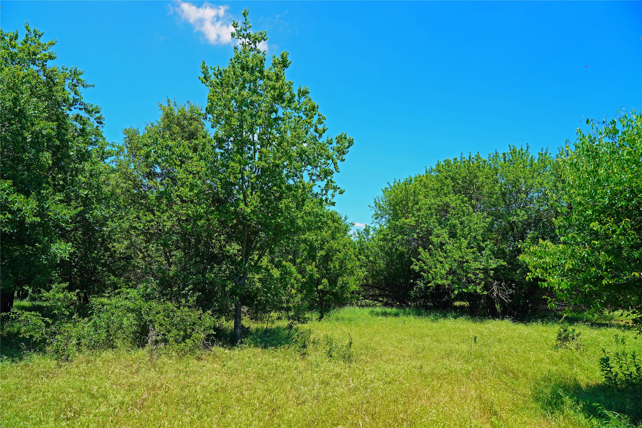 36 Acres Fm 2210 Perrin TX 76486