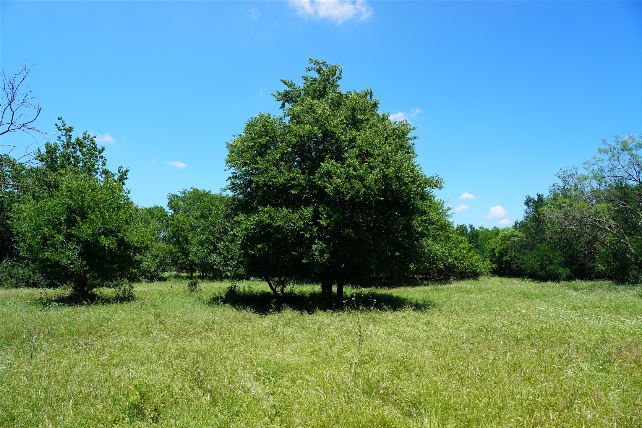 36 Acres Fm 2210 Perrin TX 76486