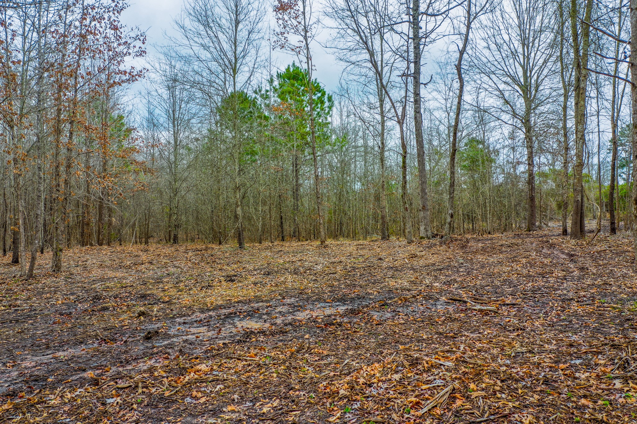 Tbd Mistletoe Road Gilmer TX 75644