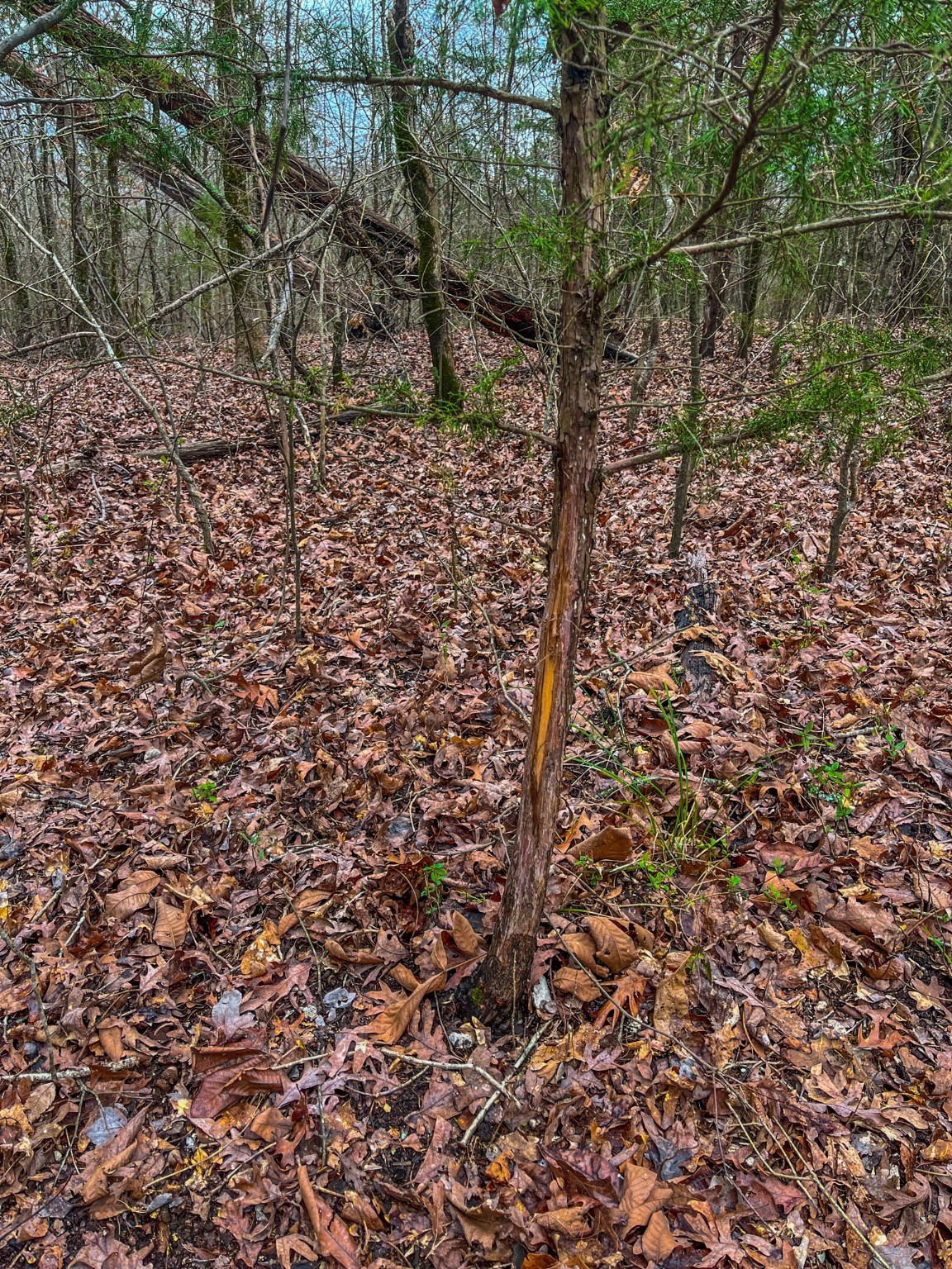 Tbd Mistletoe Road Gilmer TX 75644