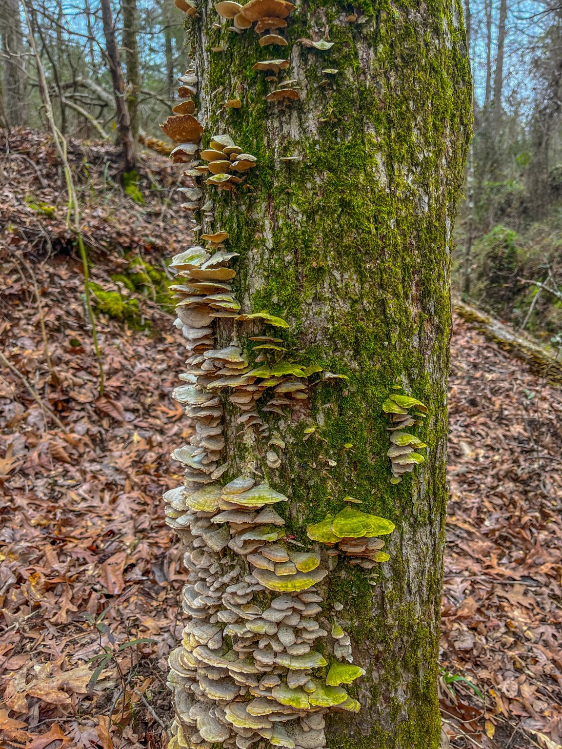 Tbd Mistletoe Road Gilmer TX 75644