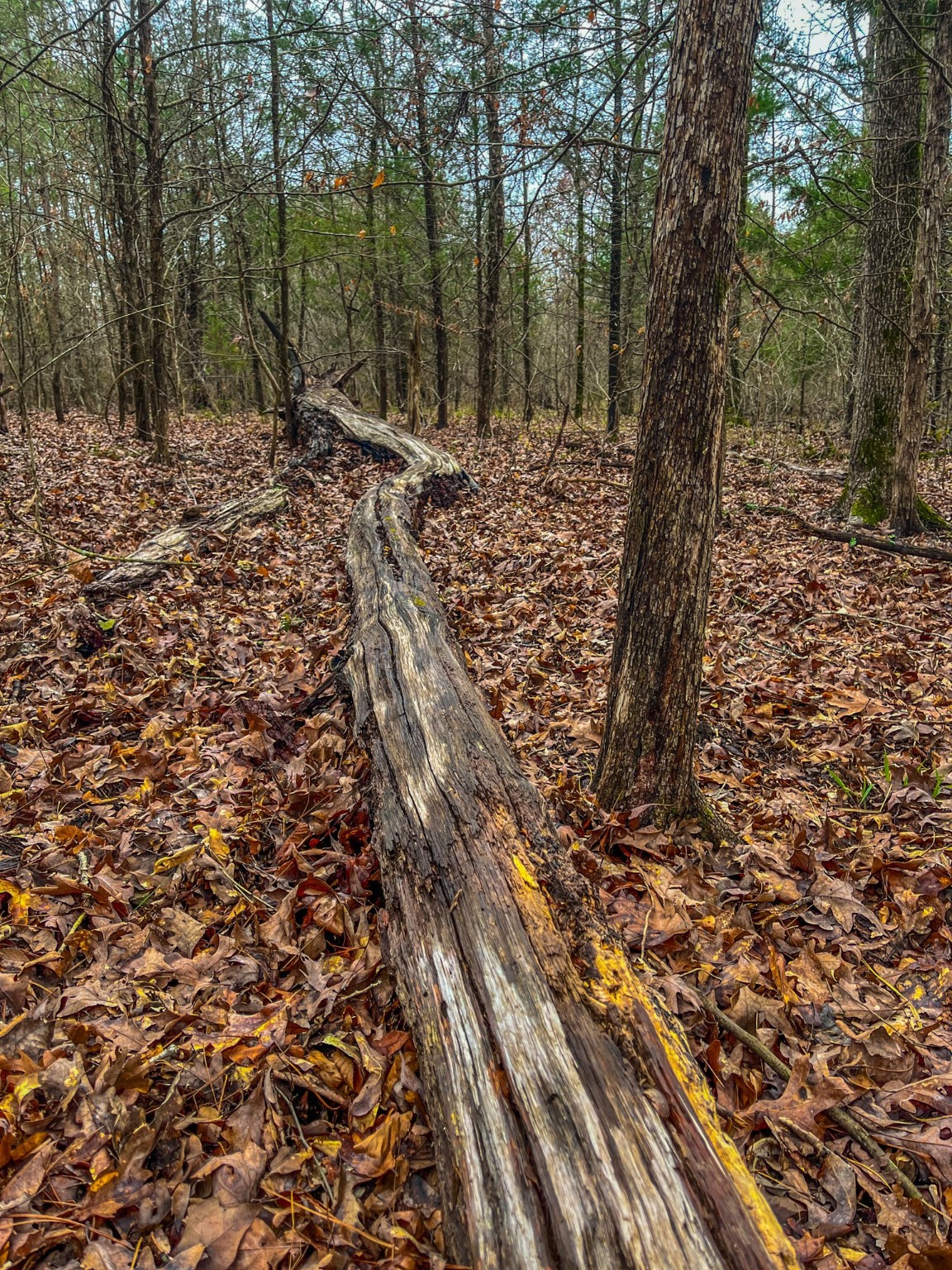 Tbd Mistletoe Road Gilmer TX 75644