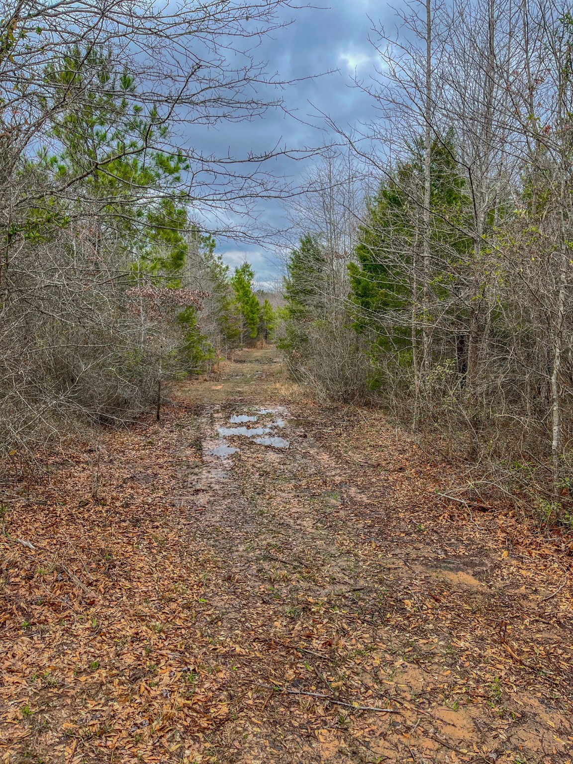 Tbd Mistletoe Road Gilmer TX 75644