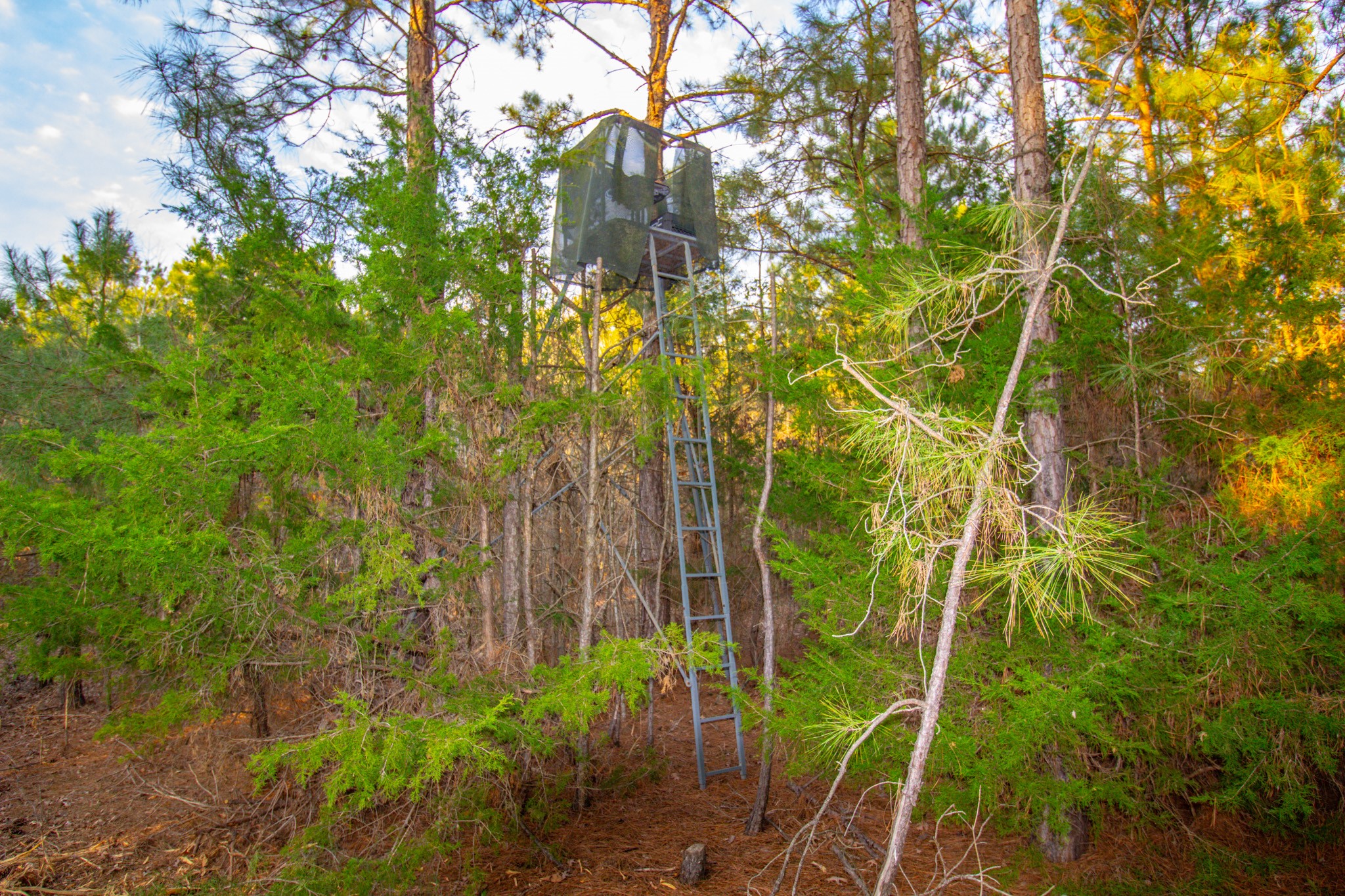 Tbd Mistletoe Road Gilmer TX 75644