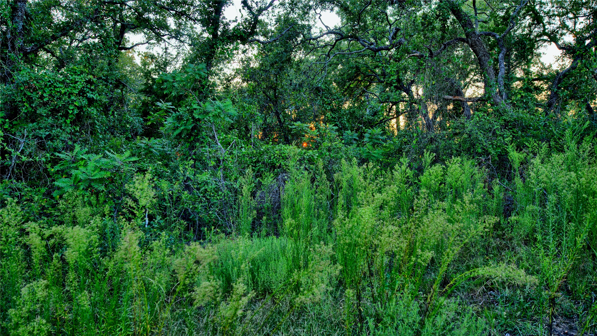 Lot 34 Red Oak Hills Road Nocona TX 76255