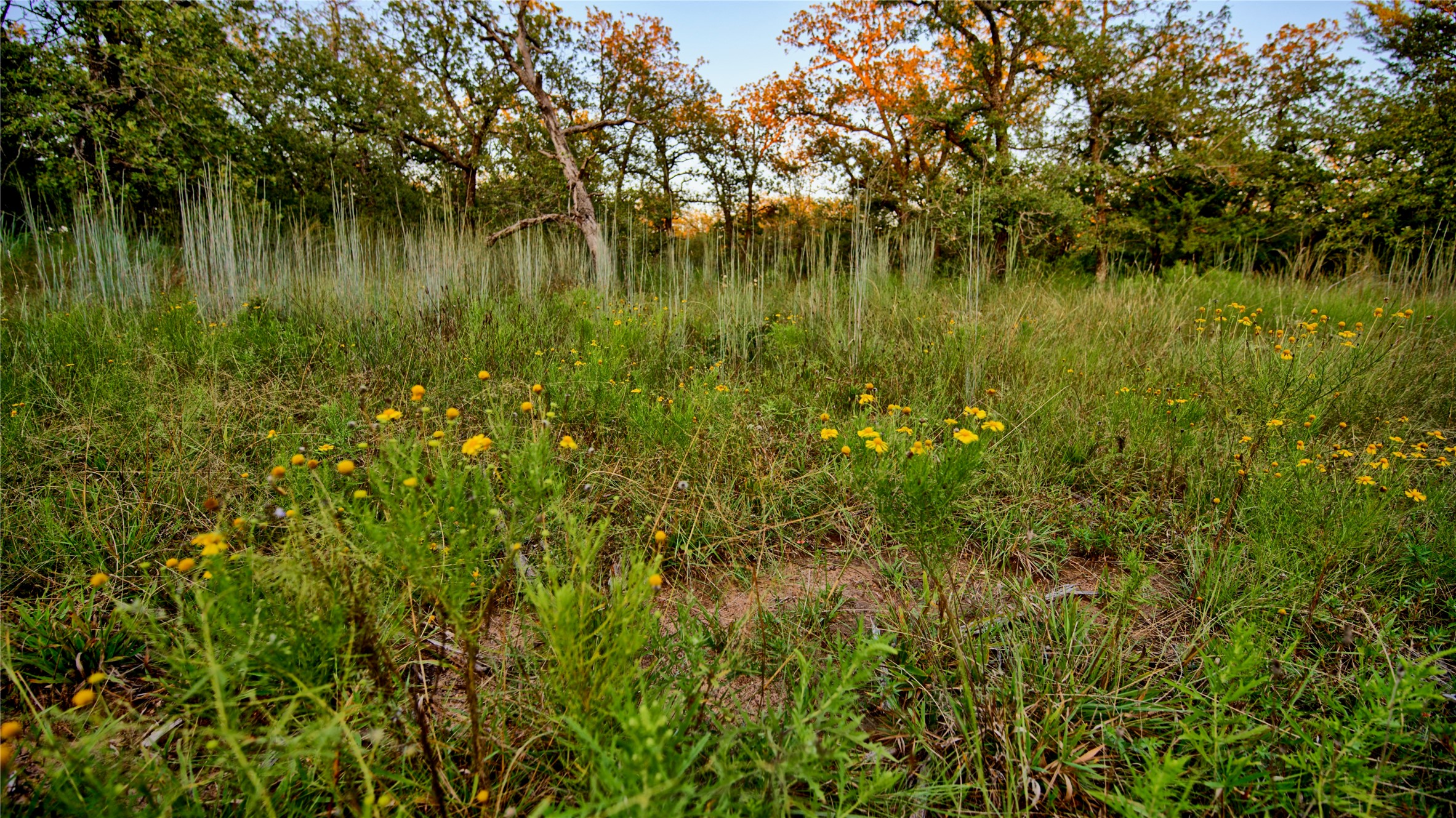 Lot 34 Red Oak Hills Road Nocona TX 76255