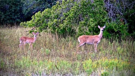 Lot 34 Red Oak Hills Road Nocona TX 76255