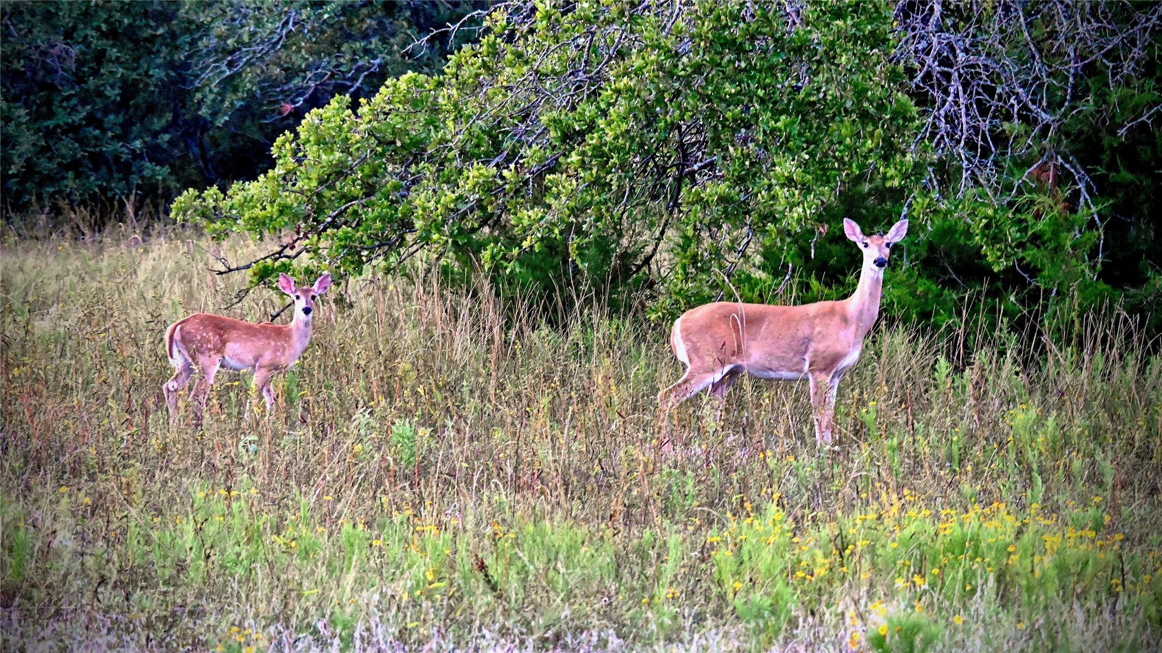 Lot 34 Red Oak Hills Road Nocona TX 76255