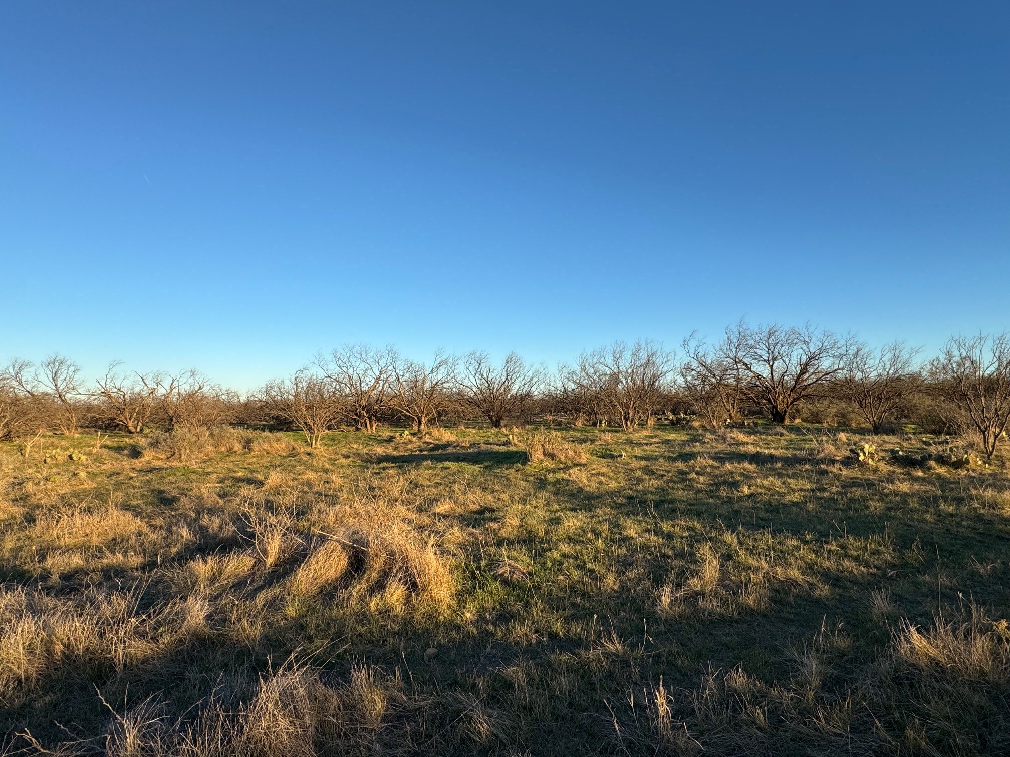 1240 Fm 2312 Moran TX 76464