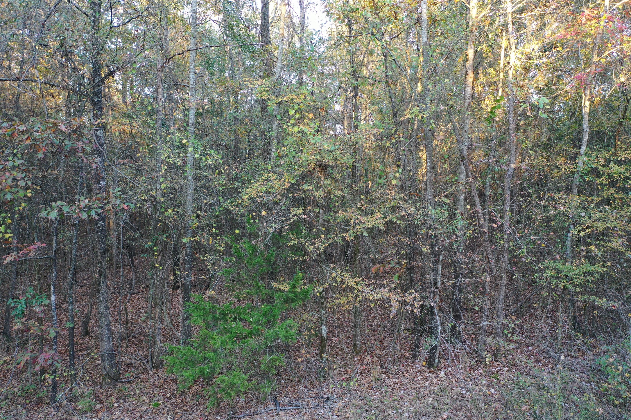 0 Co Road 2117 Douglassville TX 75560