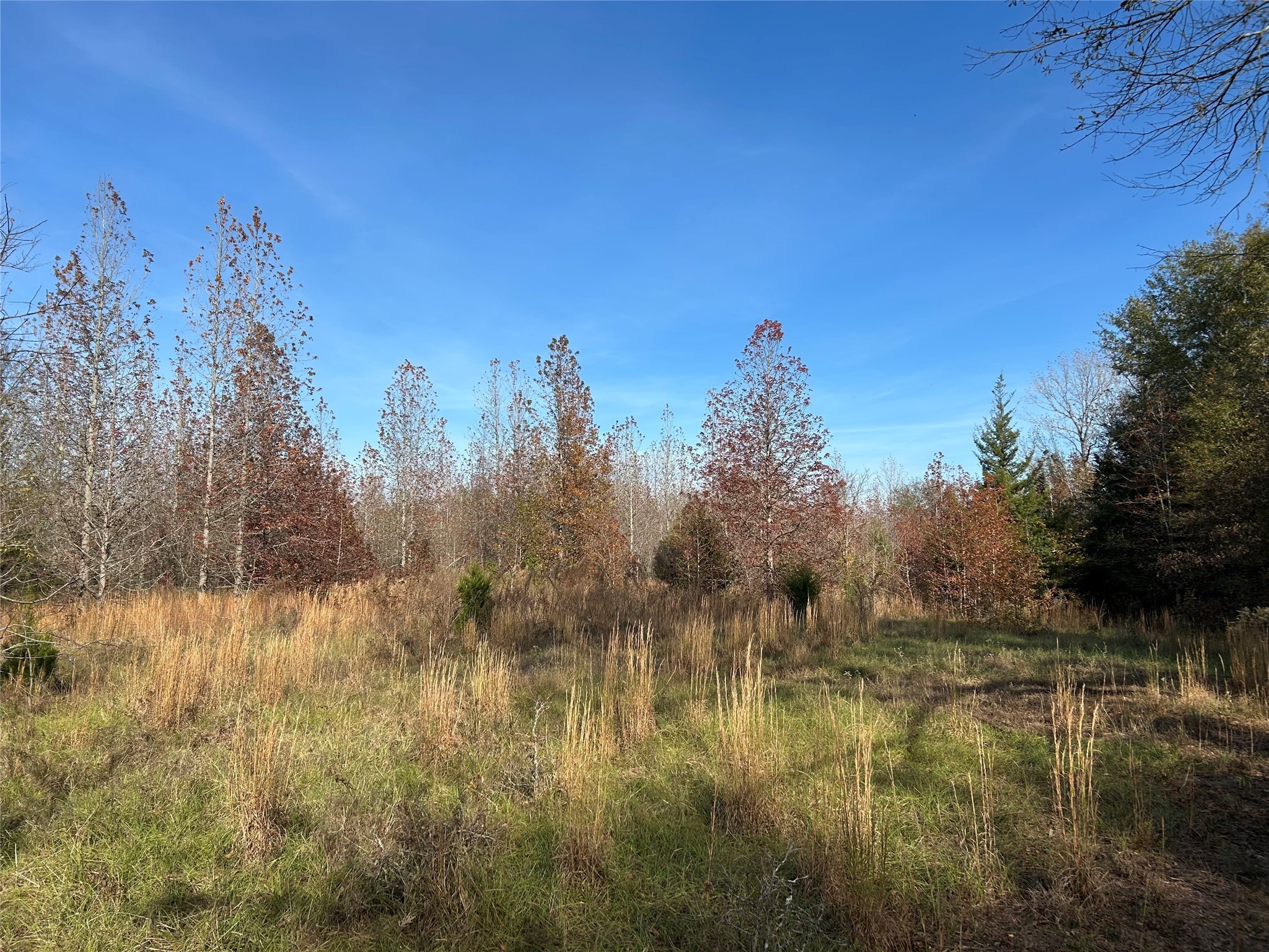 Tbd County Road 1412 Bogata TX 75416