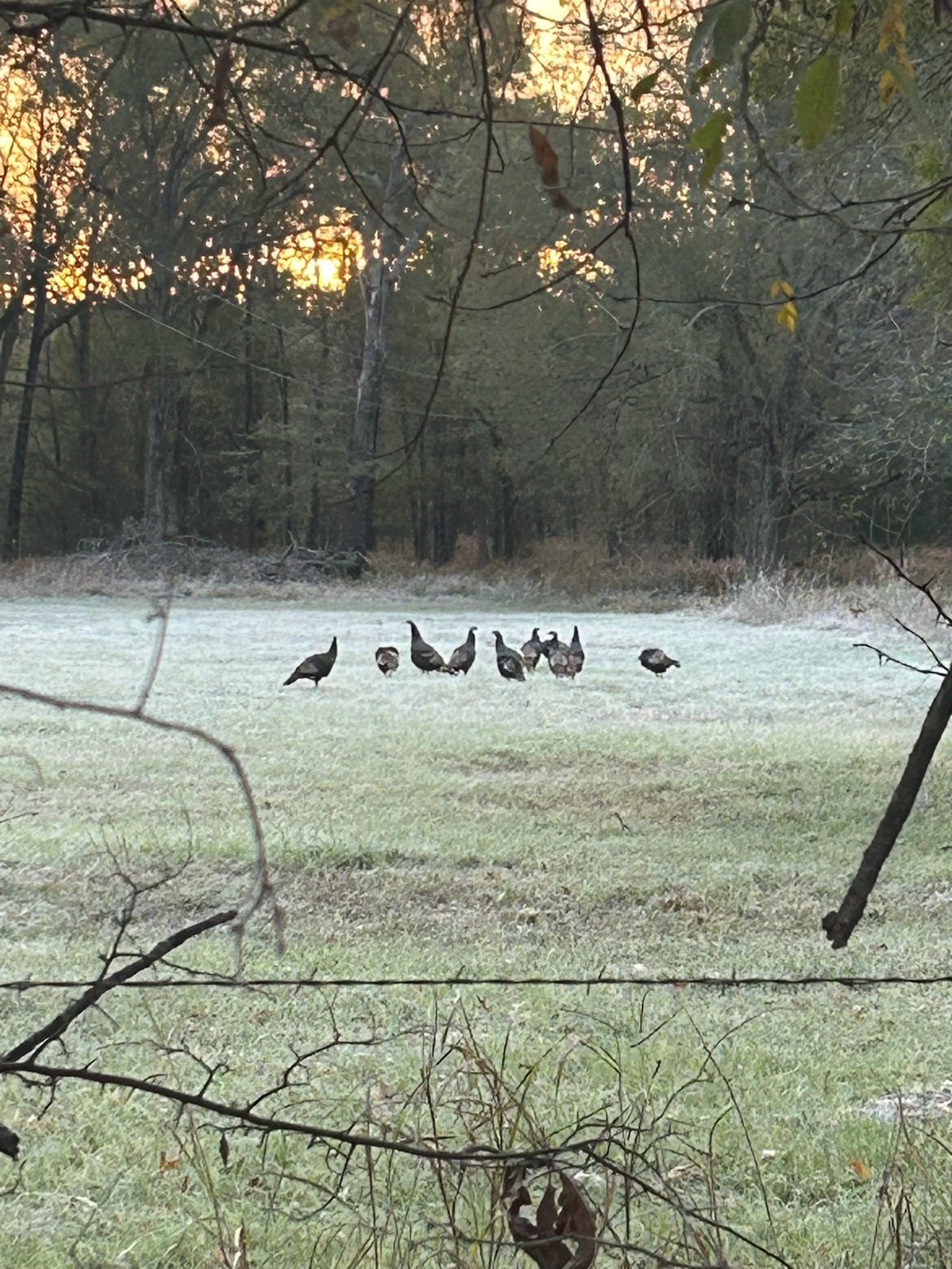 Tbd County Road 1412 Bogata TX 75416