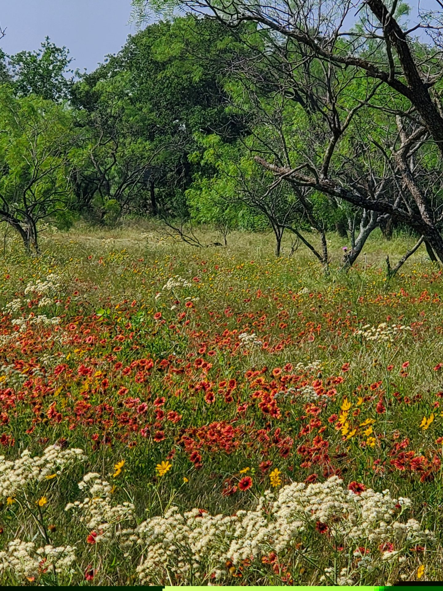 19069 Highway 6 Gorman TX 76454