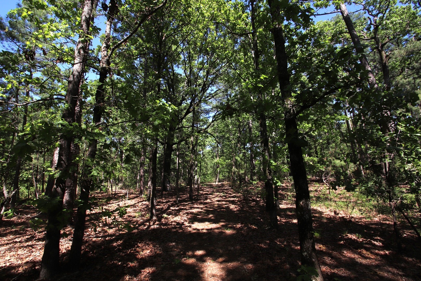 Tbd Cr 4552 Winnsboro TX 75494