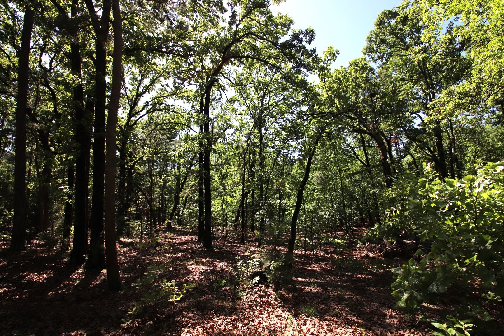 Tbd Cr 4552 Winnsboro TX 75494