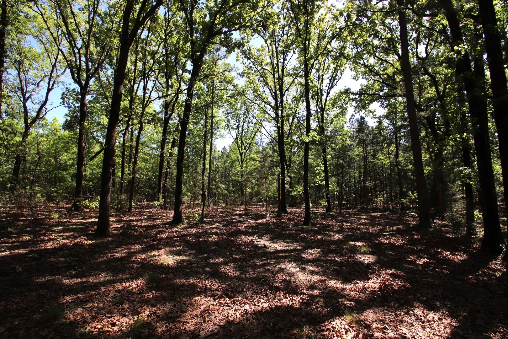Tbd Cr 4552 Winnsboro TX 75494