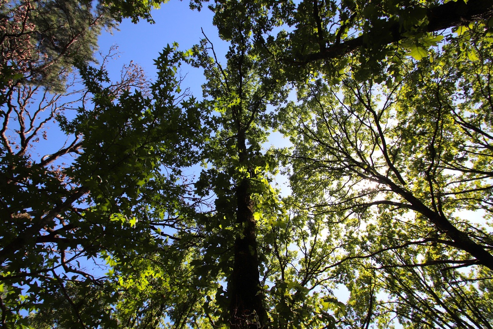 Tbd Cr 4552 Winnsboro TX 75494