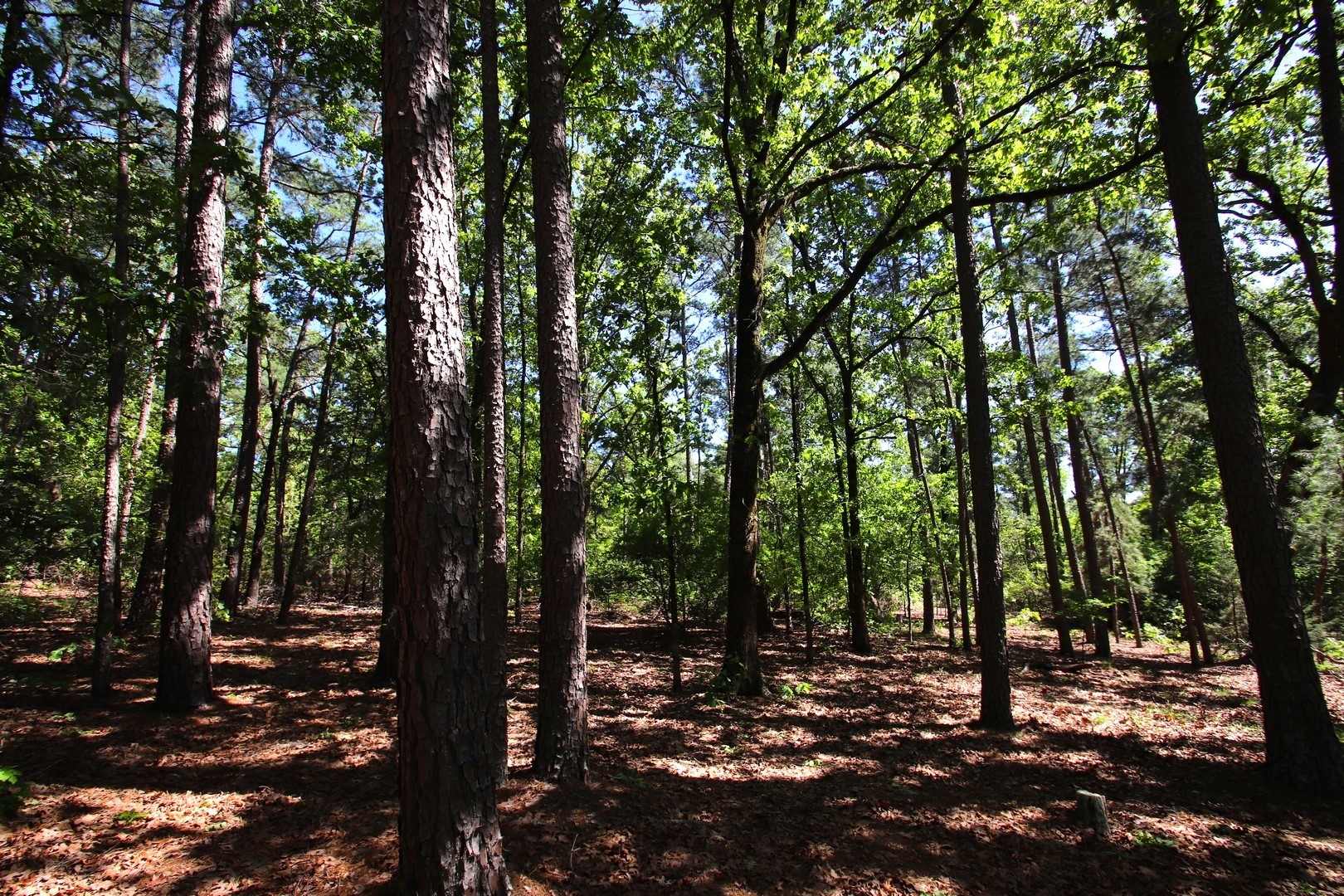 Tbd Cr 4552 Winnsboro TX 75494