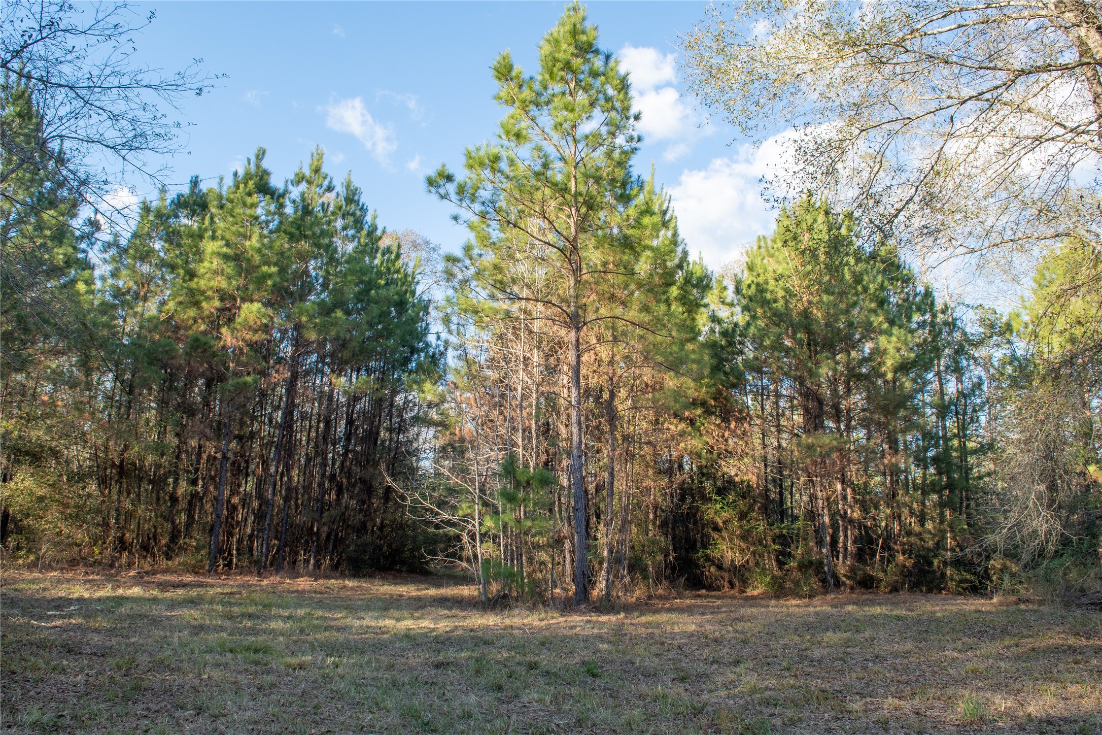 0 Chatfield Road Livingston TX 77351