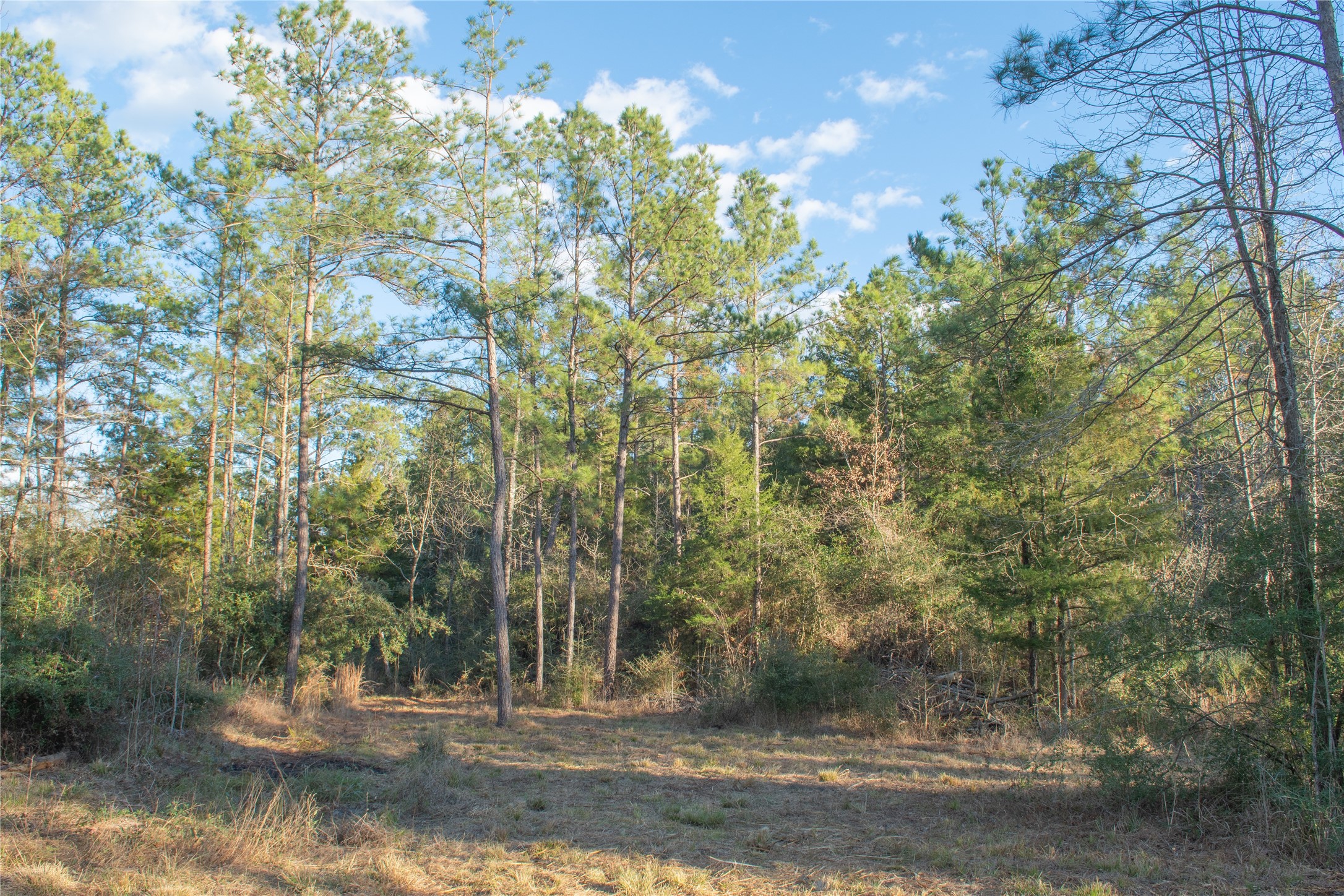 0 Chatfield Road Livingston TX 77351