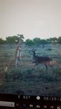 Tbd Cr 247 Oplin TX 79510