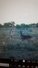 Tbd Cr 247 Oplin TX 79510