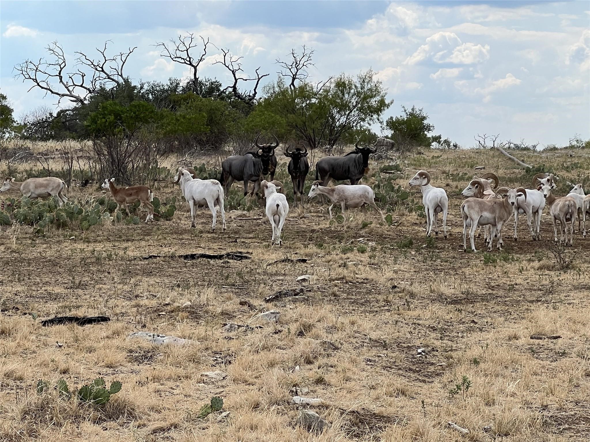 Tbd 2 Armstrong Alley Strawn TX 76475