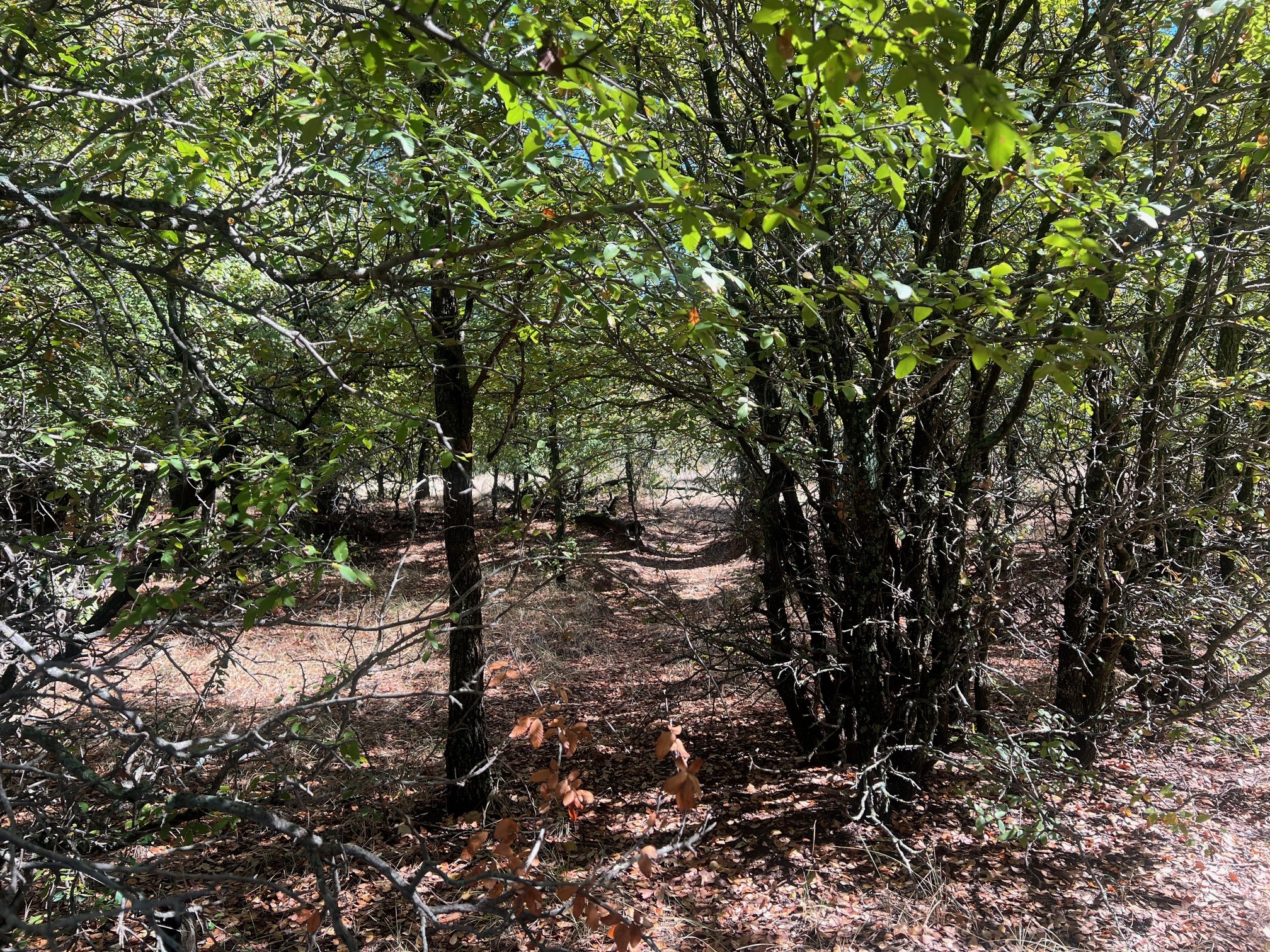 Tbd Uselton Road Loving TX 76460
