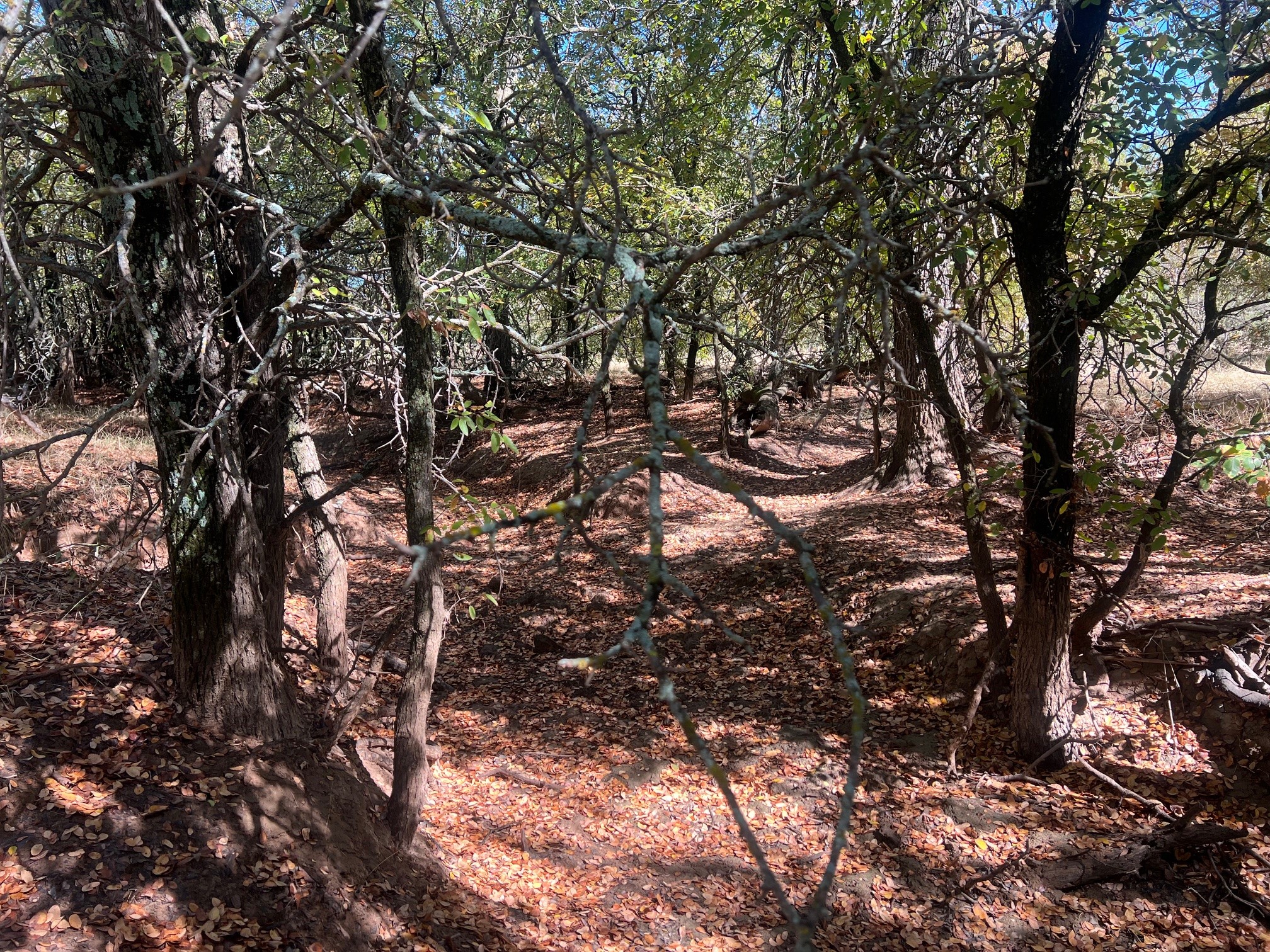 Tbd Uselton Road Loving TX 76460