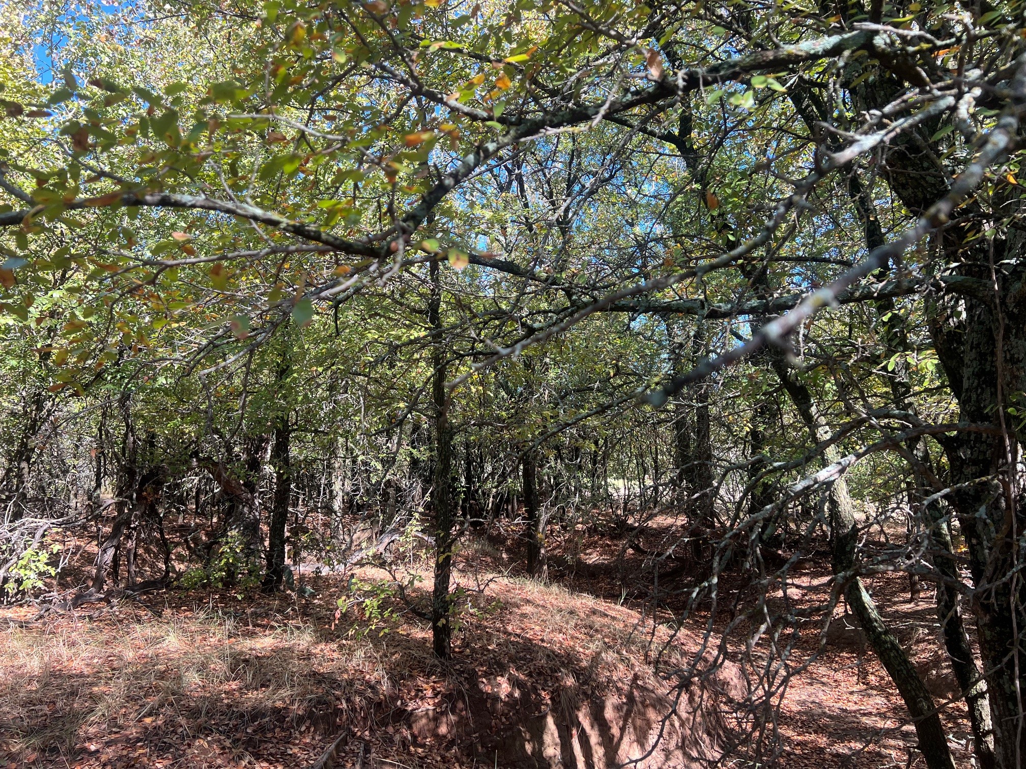 Tbd Uselton Road Loving TX 76460