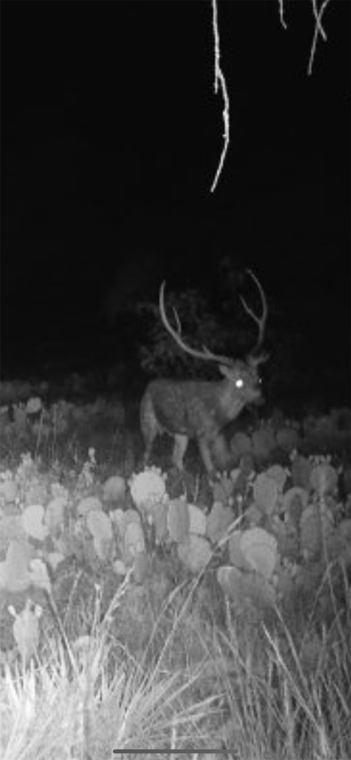 43 Cave Well Ranch Menard TX 76841