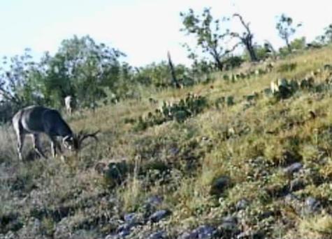 43 Cave Well Ranch Menard TX 76841