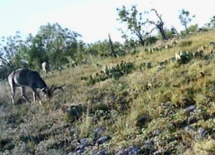 43 Cave Well Ranch Menard TX 76841