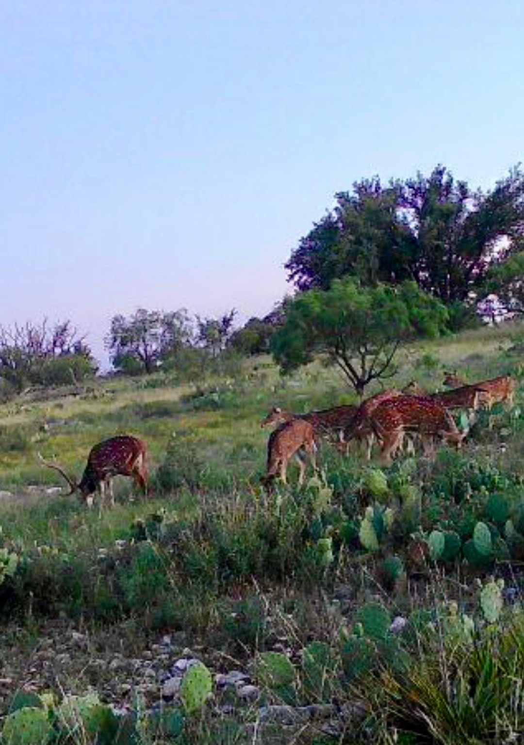 43 Cave Well Ranch Menard TX 76841