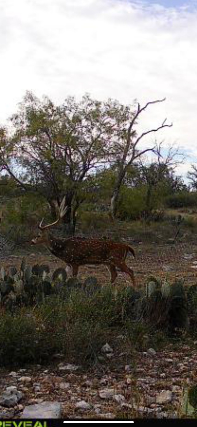 43 Cave Well Ranch Menard TX 76841