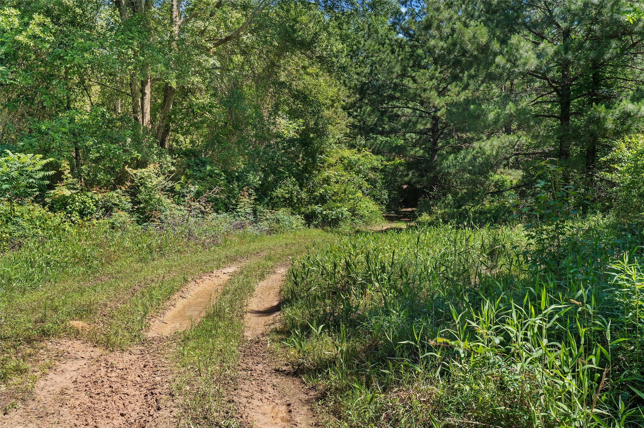 Tbd County Road 3361 De Berry TX 75639