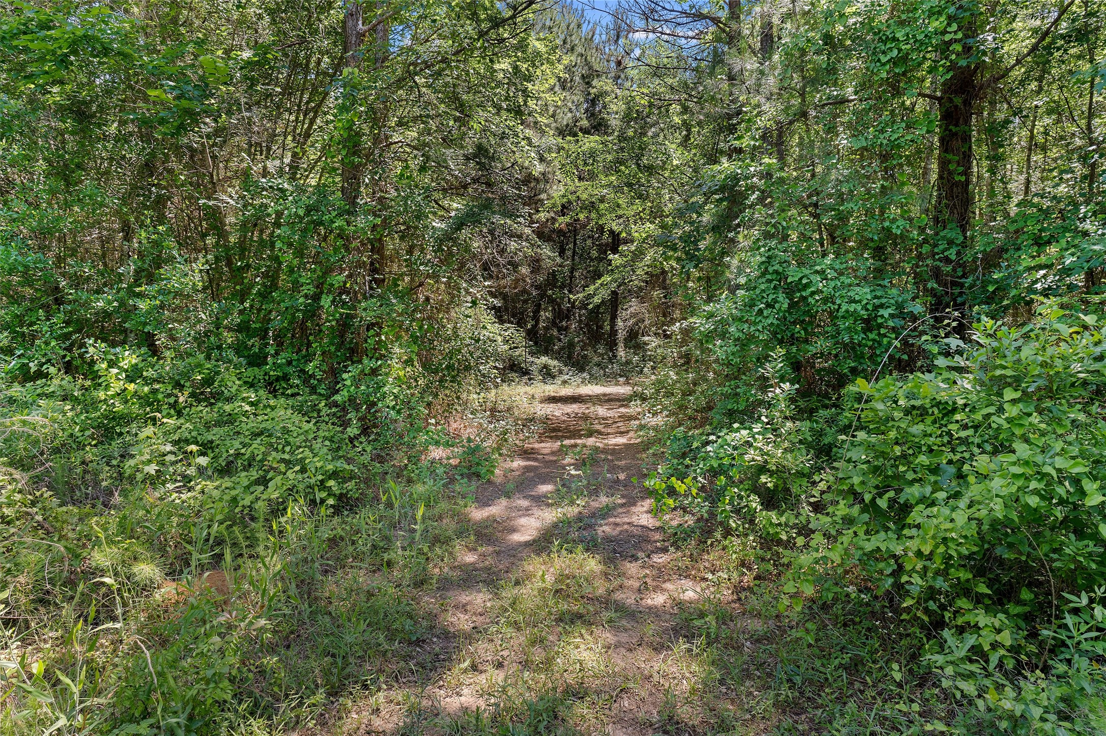 Tbd County Road 3361 De Berry TX 75639