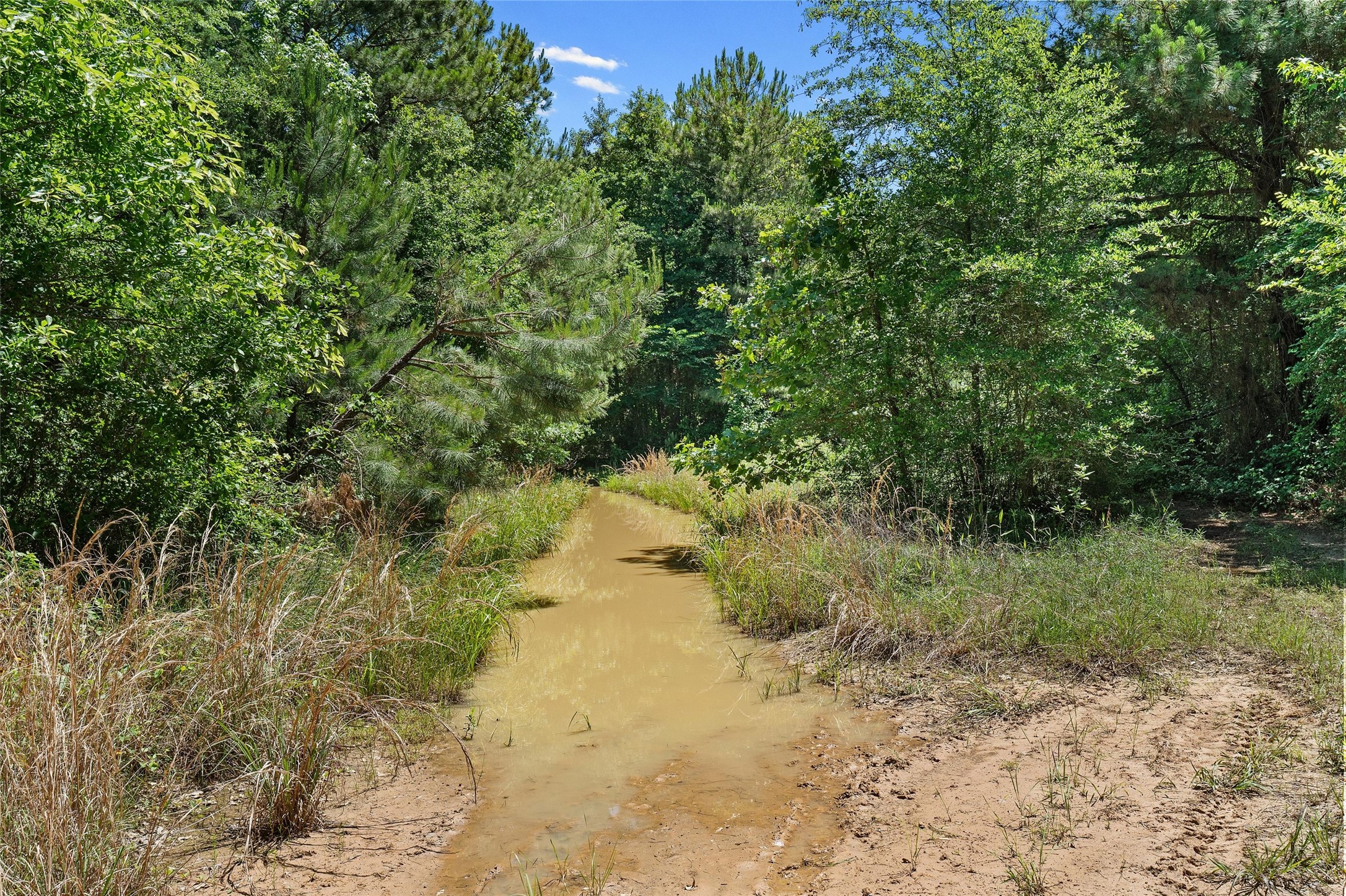 Tbd County Road 3361 De Berry TX 75639