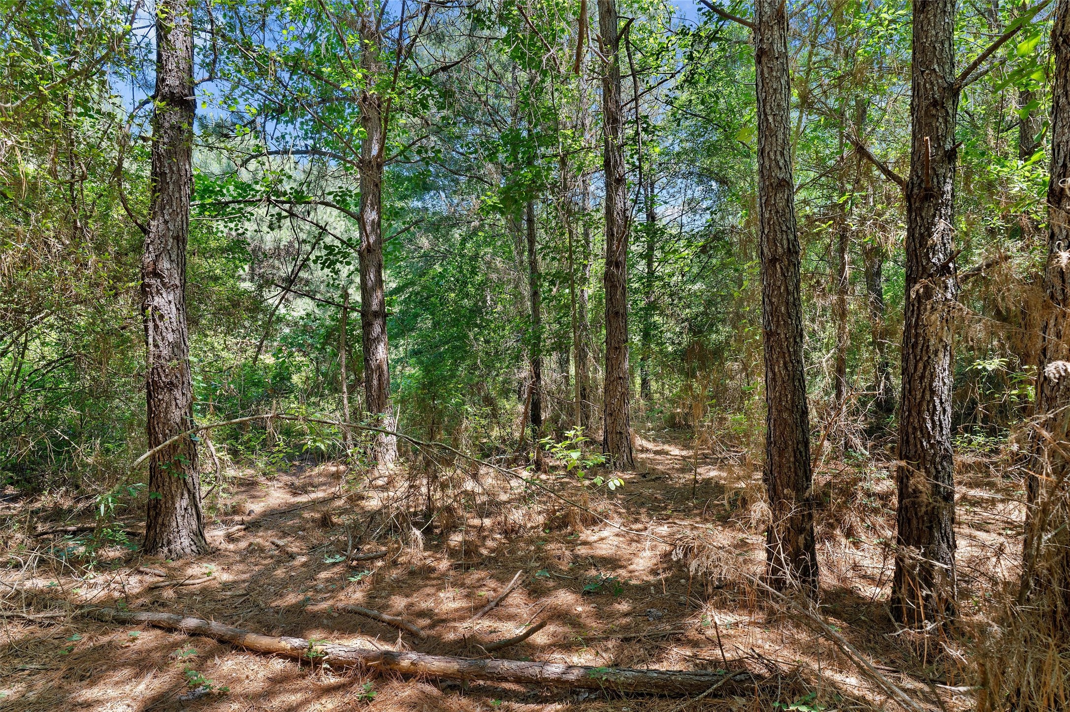 Tbd County Road 3361 De Berry TX 75639