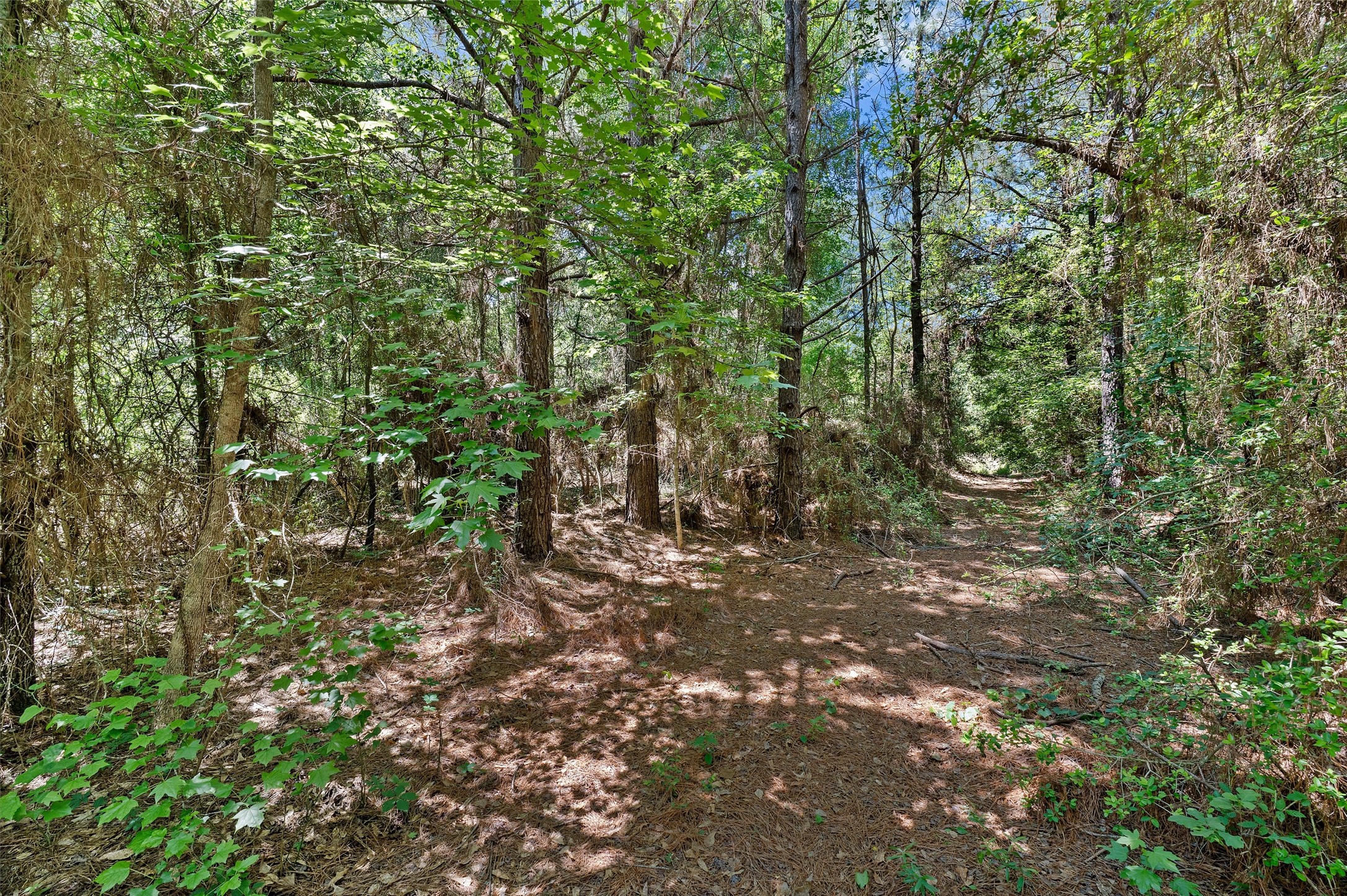 Tbd County Road 3361 De Berry TX 75639