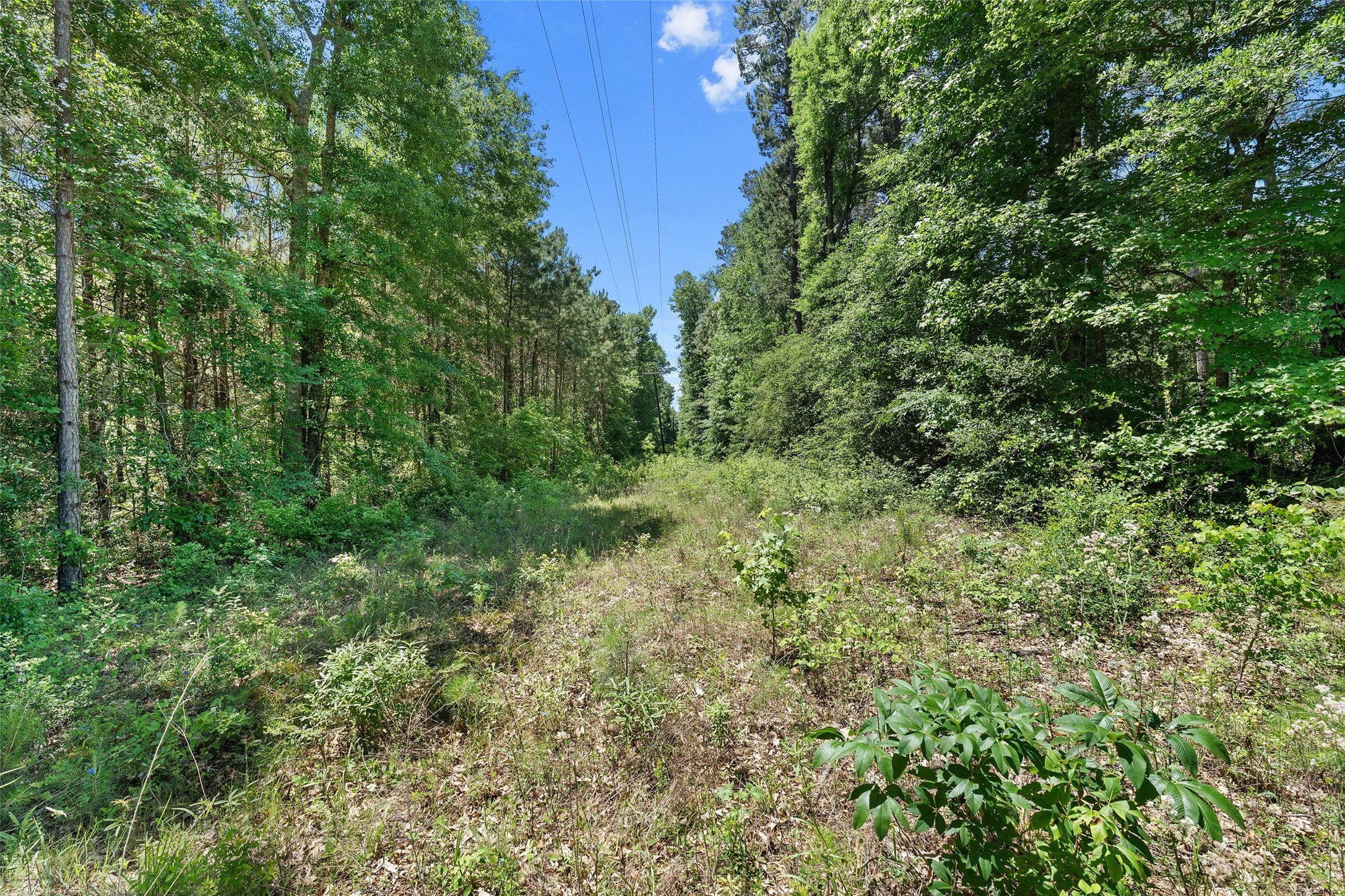 Tbd County Road 3361 De Berry TX 75639
