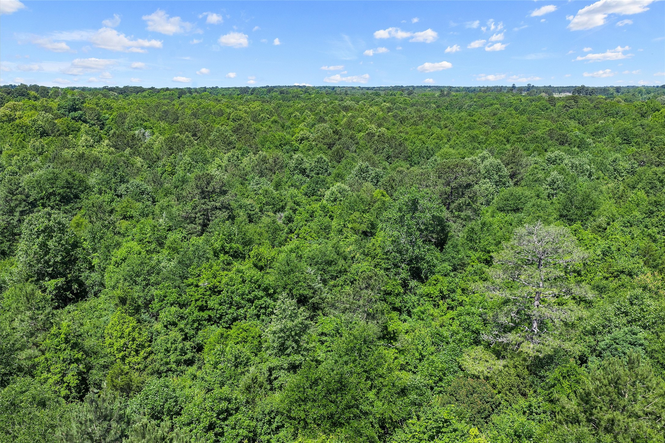 Tbd County Road 3361 De Berry TX 75639