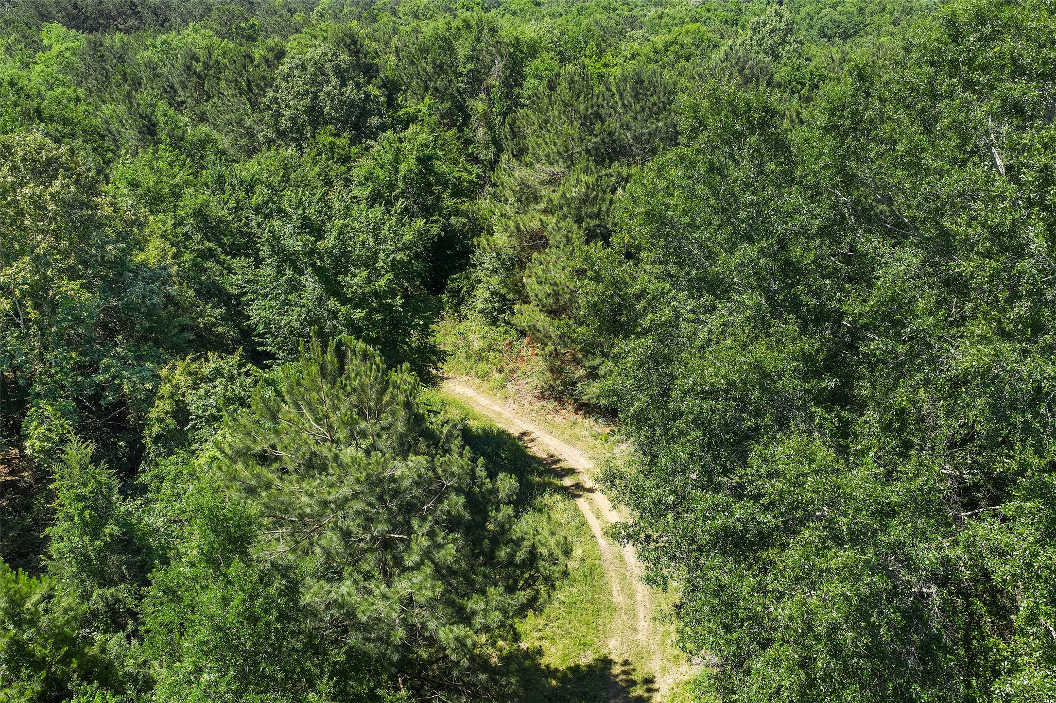 Tbd County Road 3361 De Berry TX 75639